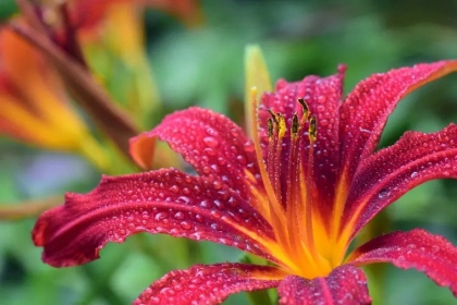 plantes vivaces sans eau