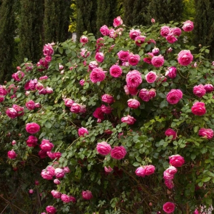 rosiers magnifique jardin exterieur