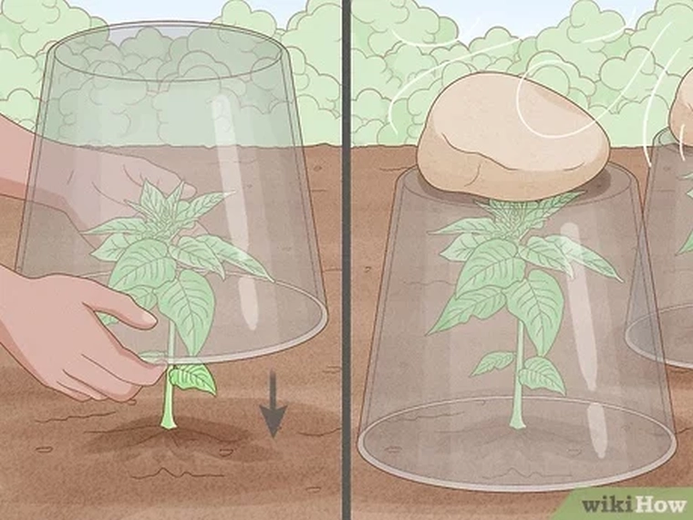Utilisez des seaux ou des pots pour couvrir vos plantes