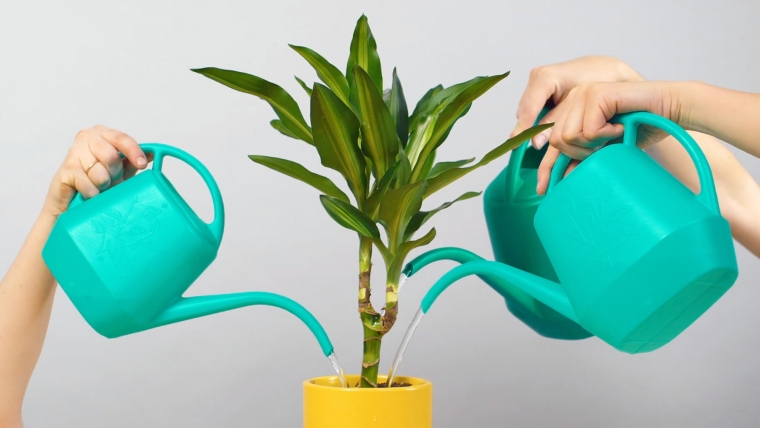 entretenir l'humidité des plantes en pots