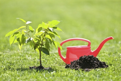 arrosage des plantes chaleur été
