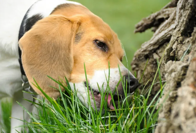 chien qui mange herbe