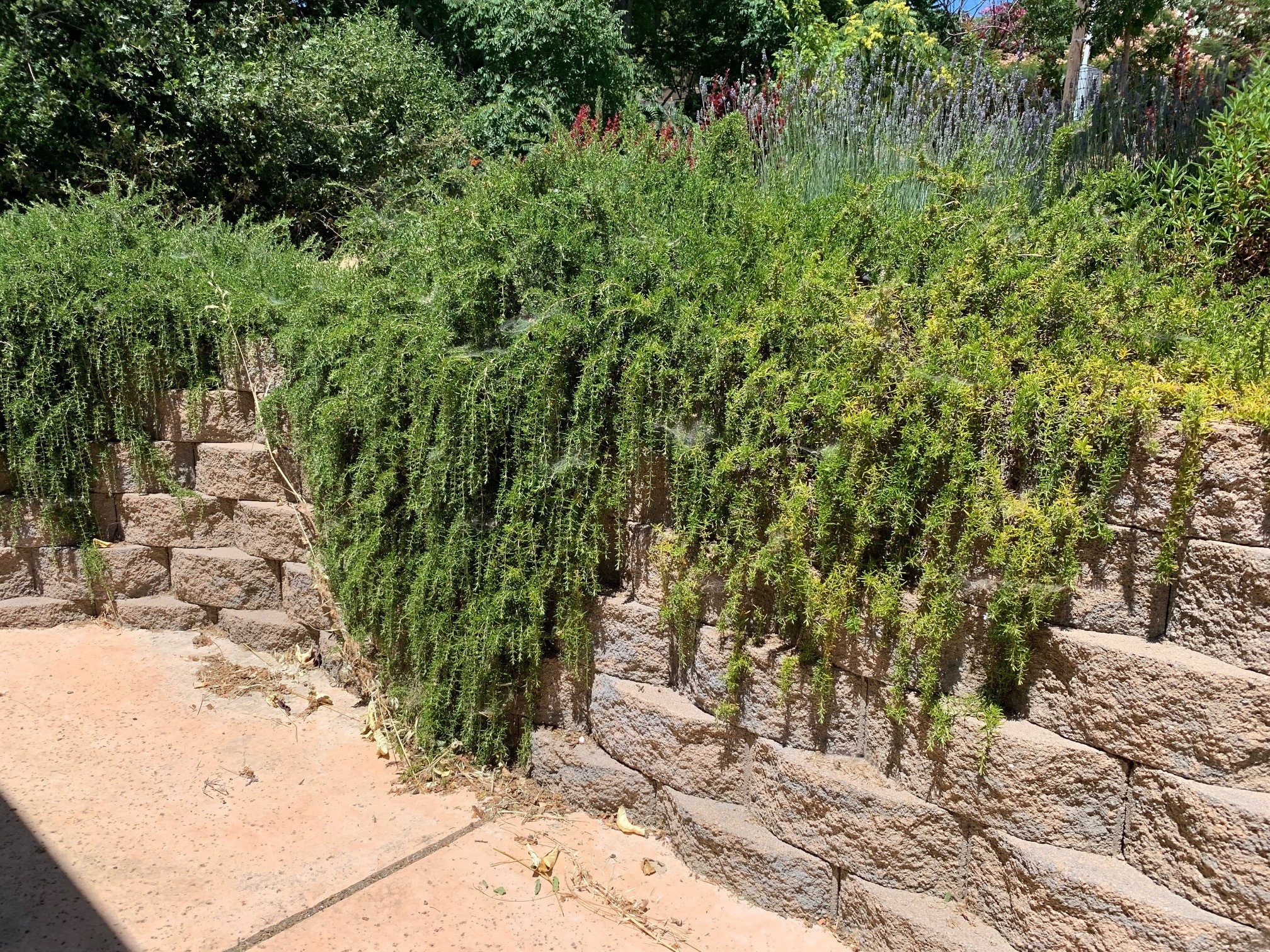 comment arroser les plantes qui aiment le soleil