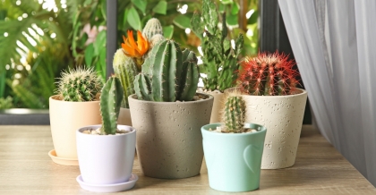 comment cultiver des plantes grasses et cactus sur le balcon