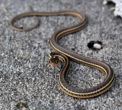 comment éloigner les serpents du jardin
