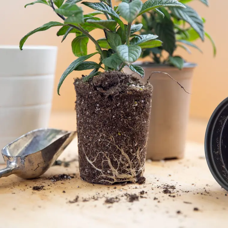 comment éviter le sol sec en été entretenir l’humidité des plantes en pots