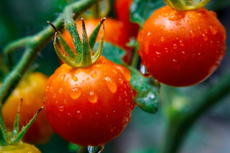 comment réussir sa récolte de tomates