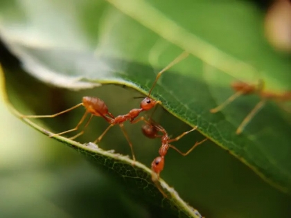 comment trouver un nid de fourmis dans la maison