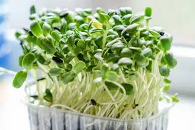 cultiver des salades au jardin qui poussent rapidement luzerne