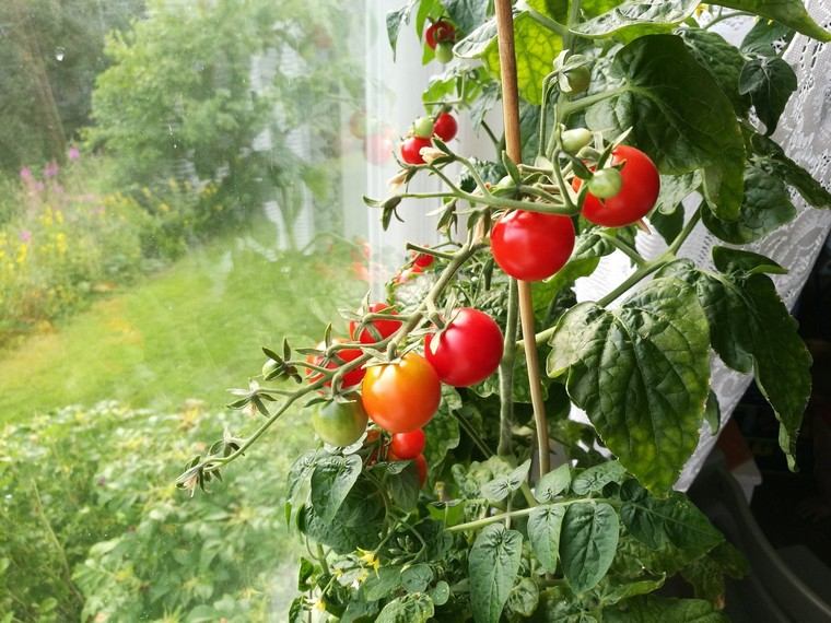 cultiver des tomates en pot astuces