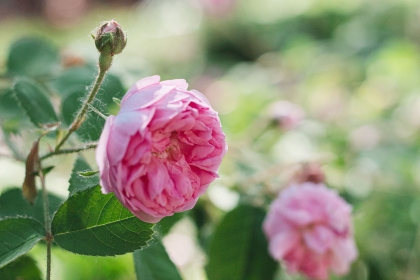 engrais pour faire fleurir les roses tout l'été