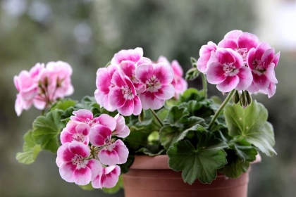 faire de l'engrais pour géranium naturel