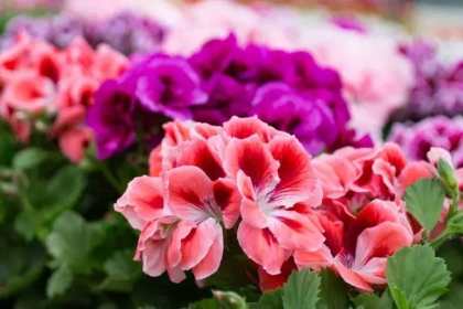 fleurs jolie plantation jardin
