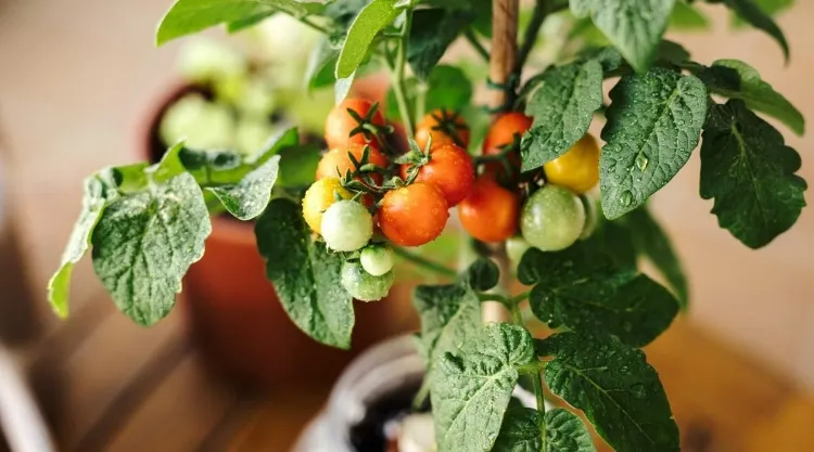 nourrir arroser tomates pot