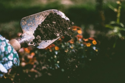 planter en juin