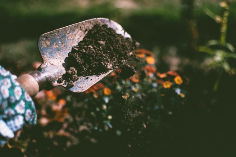 planter en juin