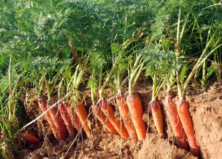 que planter en juin jardin potager comment cultiver des carottes