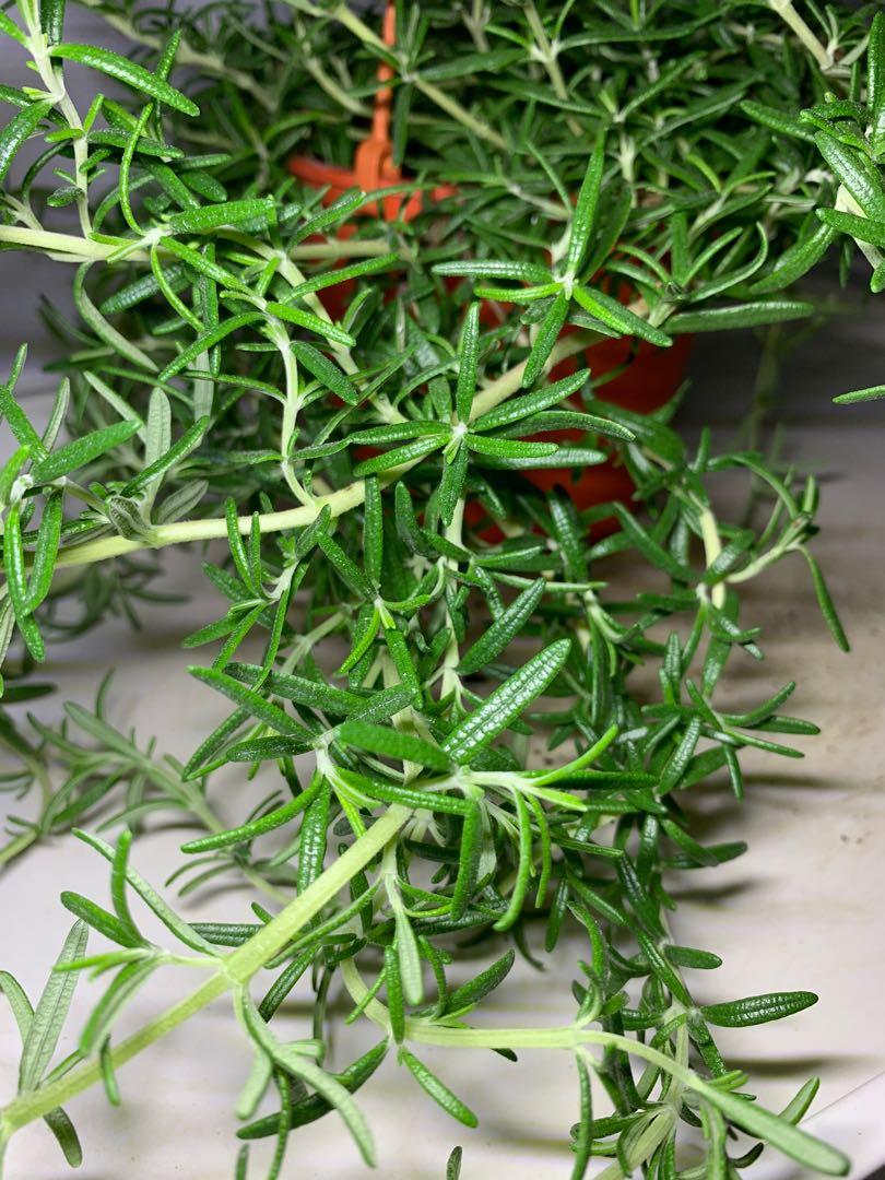quelle plante aromatique pour le jardin
