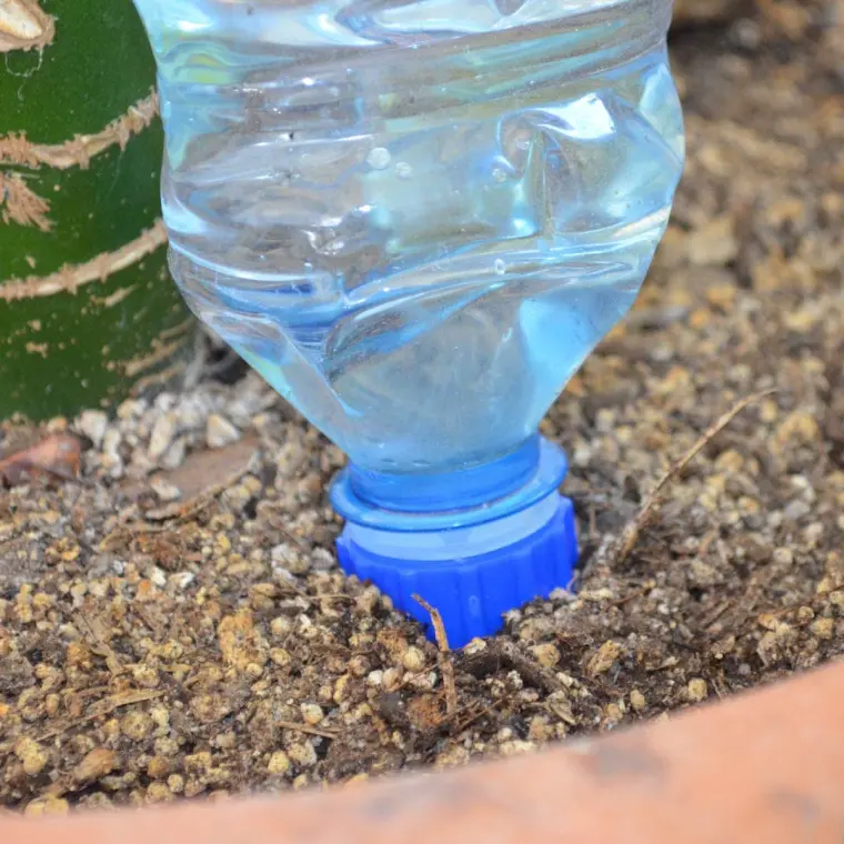 entretenir l'humidité des plantes en pots avec bouteille 