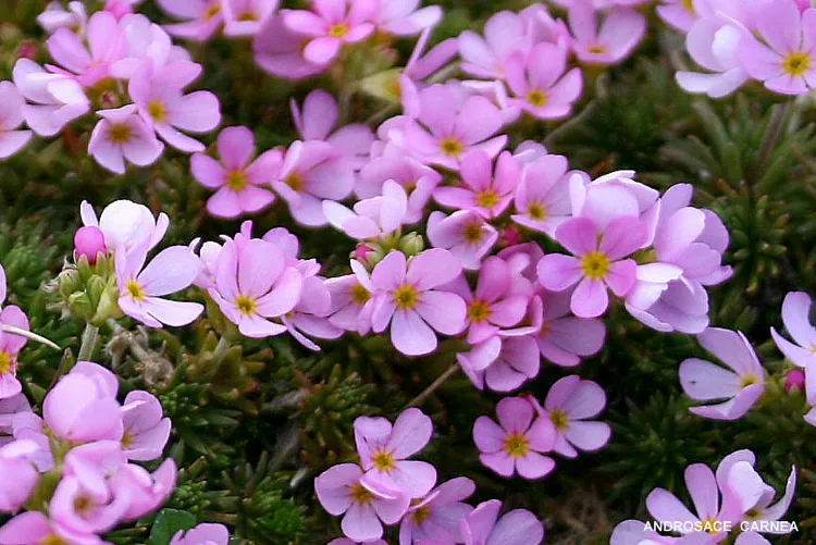 androsaces petites fleurs délicates
