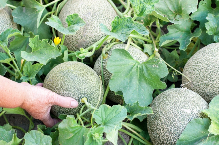 Comment planter les melons