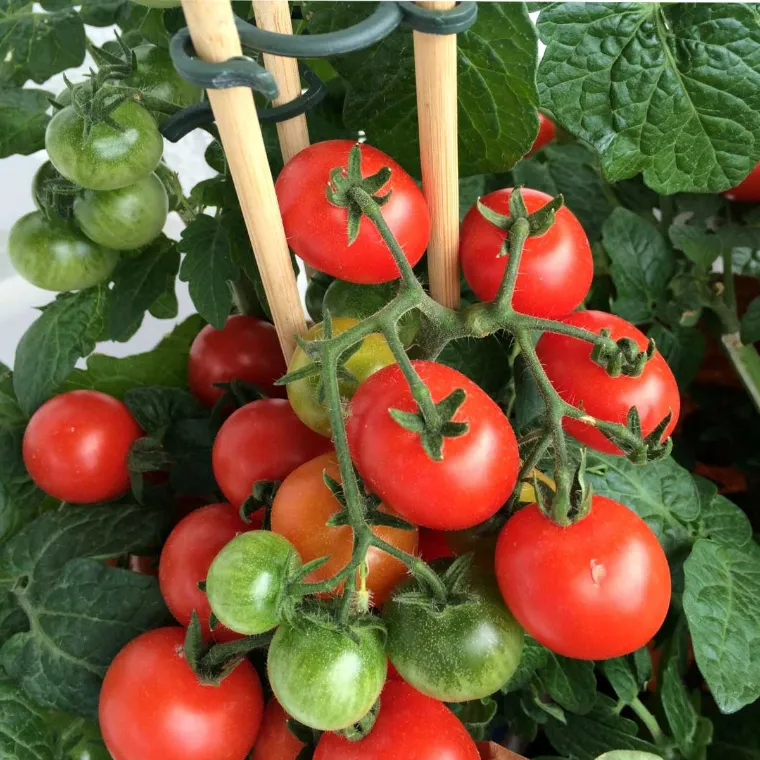 comment protéger les plants de tomates de la pluie vent fort