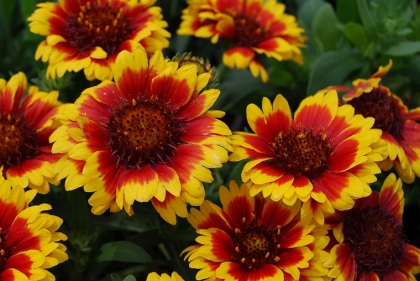 Gaillardia fleur de couverture