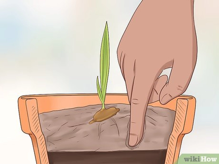 Mettez votre semis en pot dans le récipient approprié