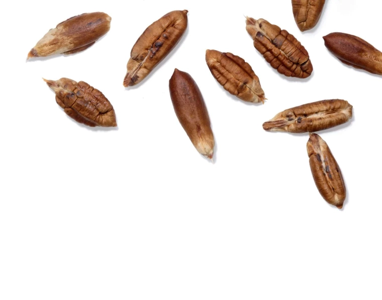 Récoltez des graines de dattes