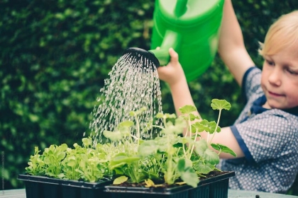 arrosage économique jardin et potager conseils