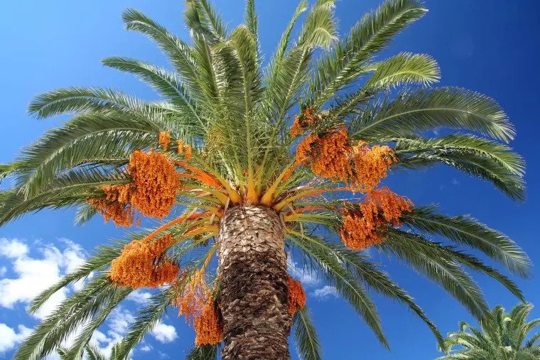 arrosage palmier dattier