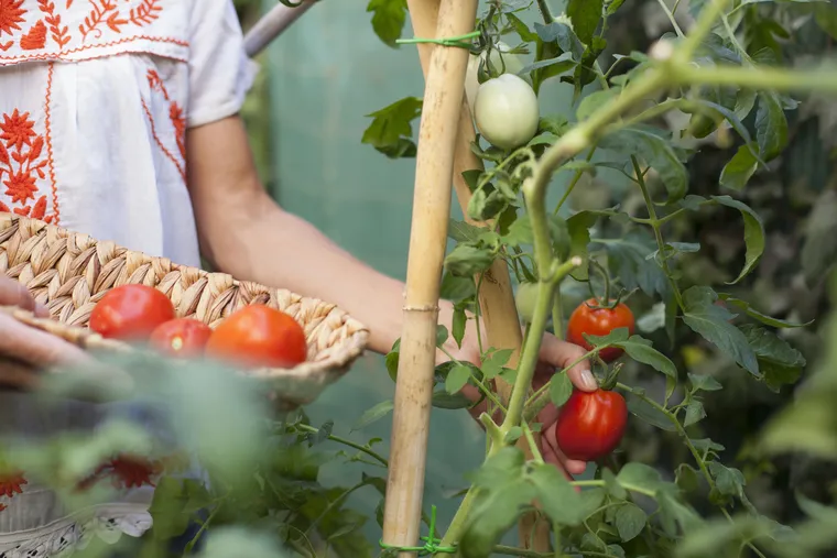 augmenter la récolte de tomates que faire