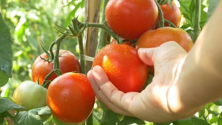 avoir beaucoup de tomates sur un pied