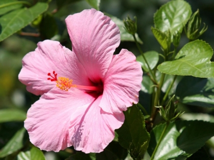 belle plante hibiscus jardin