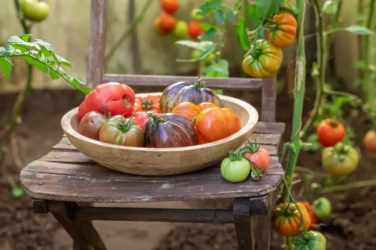 beaucoup de tomate dans le potager comment faire