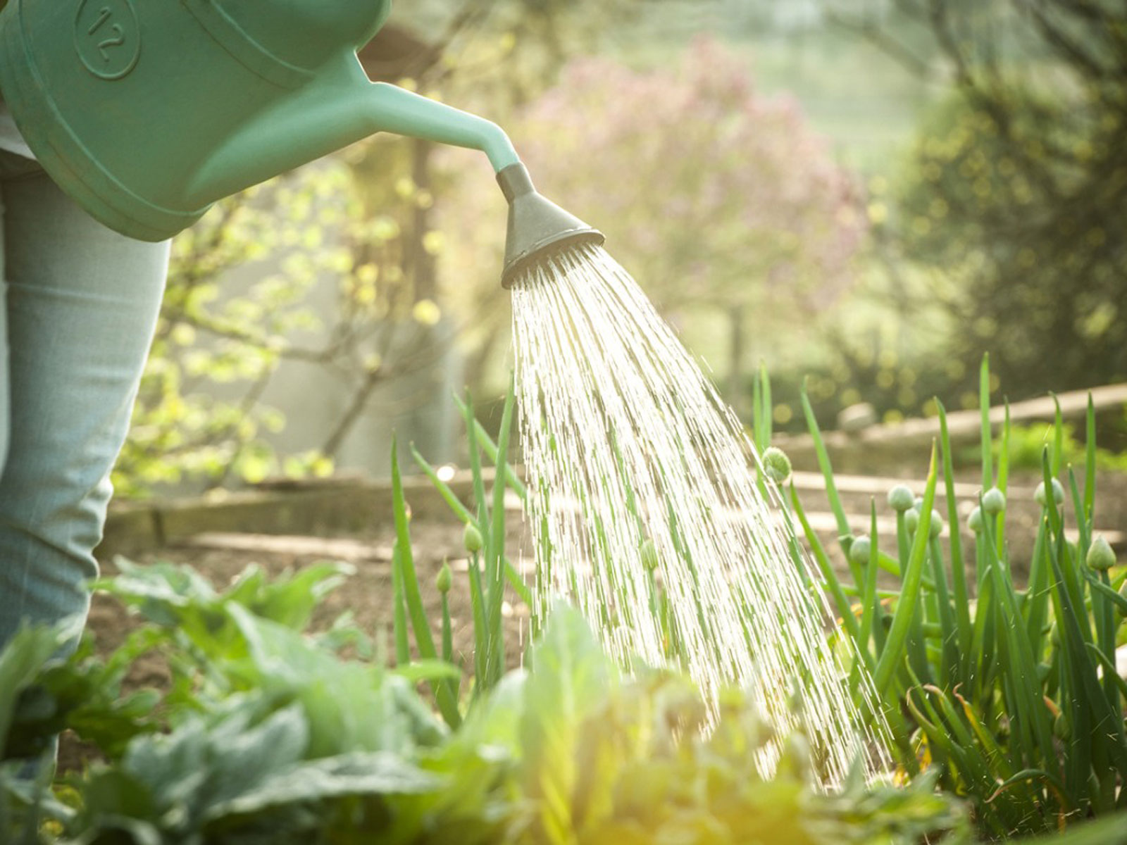 calendrier lunaire jardinage juillet 2022 que faire au jardin
