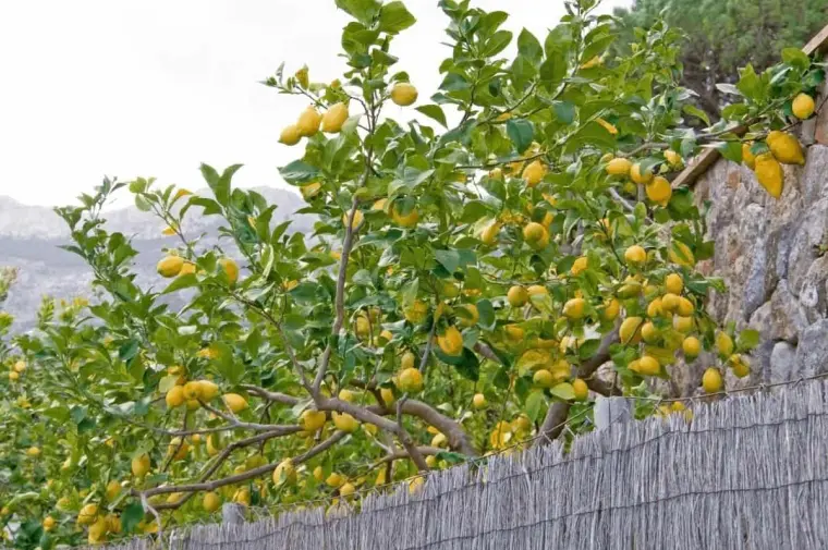citronniers jardin plantation soin 