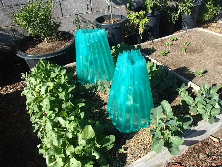 cloches protection tomates orage