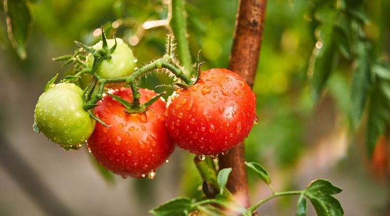 comment arroser les tomates