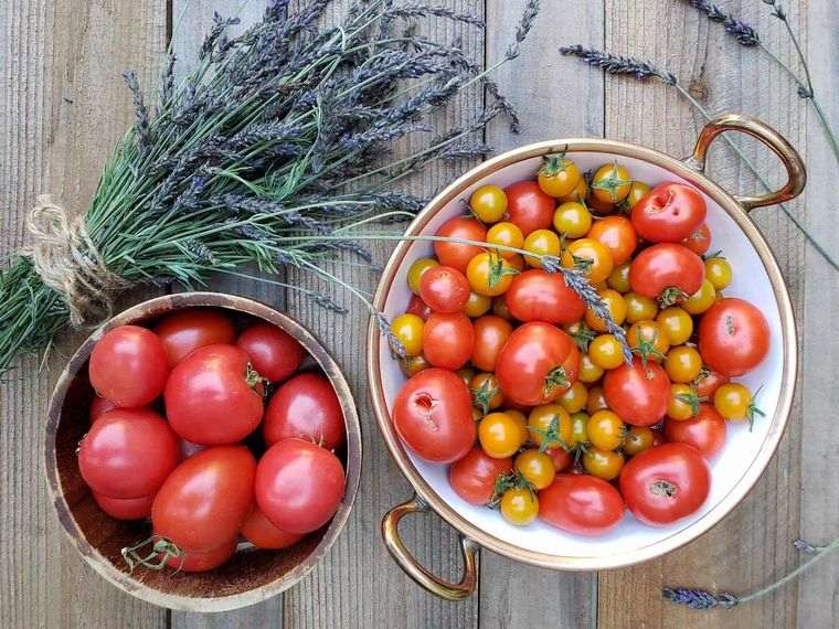 comment avoir une bonne récolte de tomates astuces