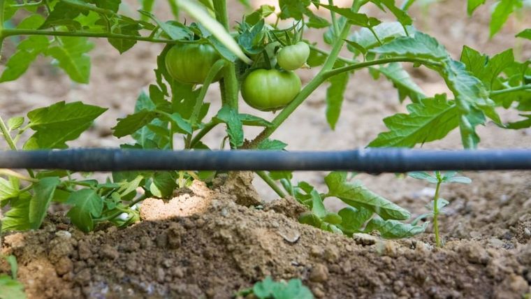 comment bien arroser les tomates