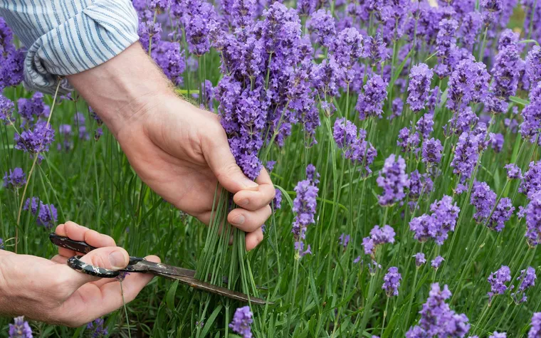 comment couper la lavande et la tailler