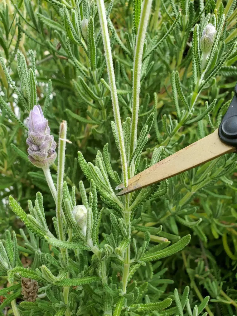 comment couper la lavande pour récolter les fleurs