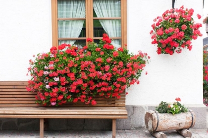 comment faire fleurir les géraniums