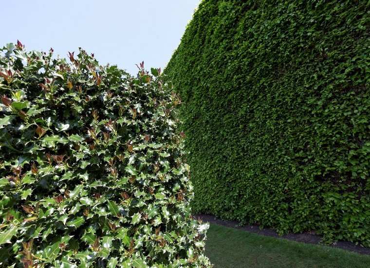 comment faire un mur végétal plantes feuilles vertes