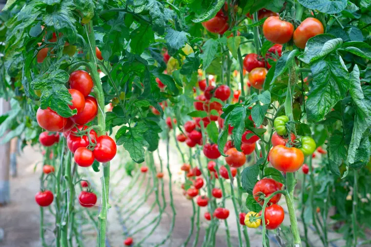 comment nourrir les tomates au jardin