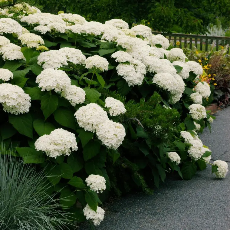 comment prendre soin des hortensias