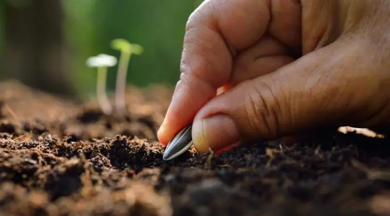 comment semer une graine de tournesol en pot