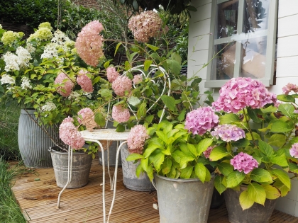 arroser les hortensias astuces