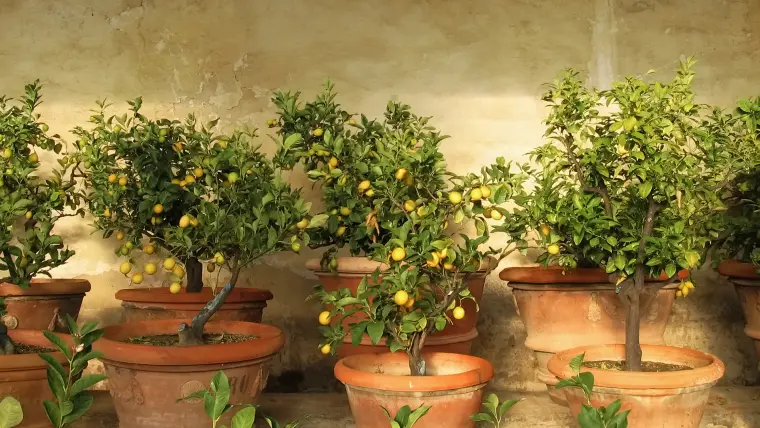 comment tailler un citronnier en pot